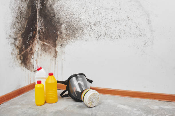Best White Mold Remediation in Millersville, TN
