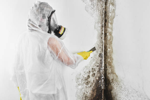 Best Post-Flood Mold Remediation in Millersville, TN